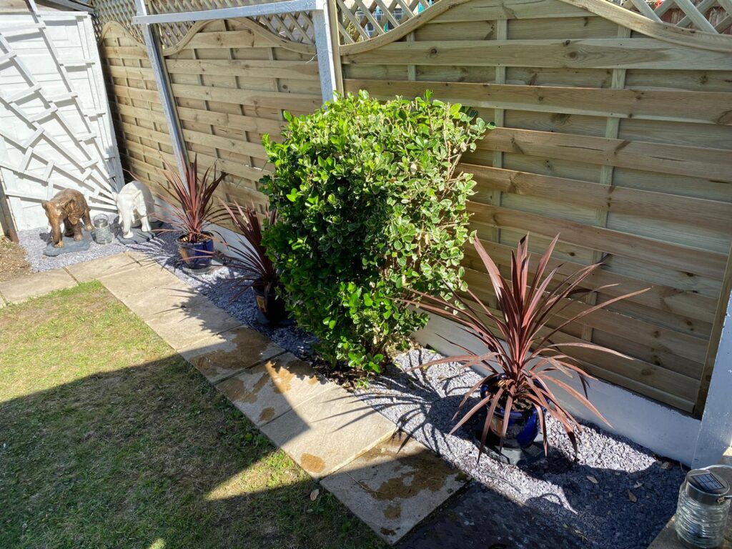 Garden new plants and fence