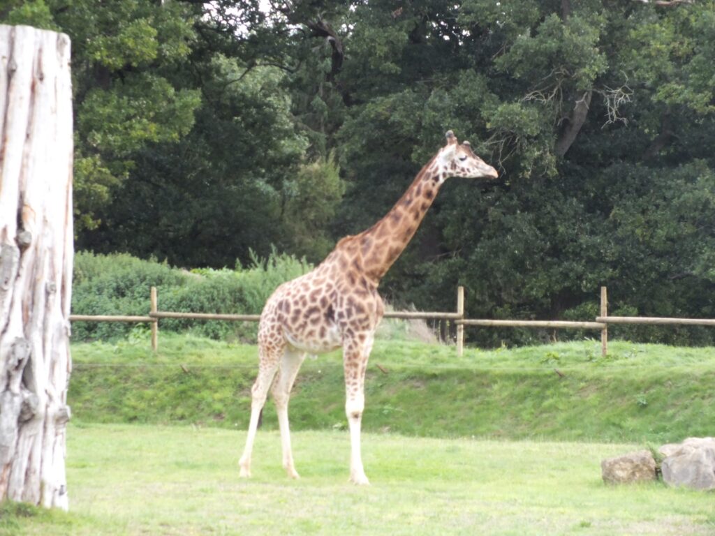 Giraffe