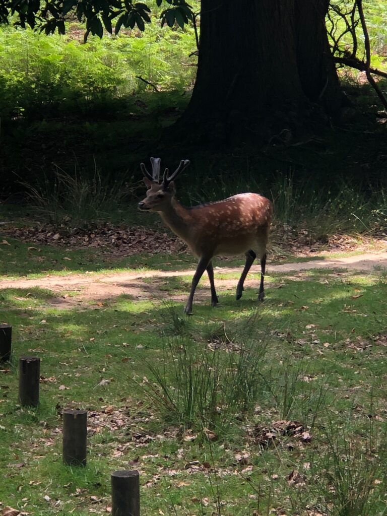 Knole park _0012