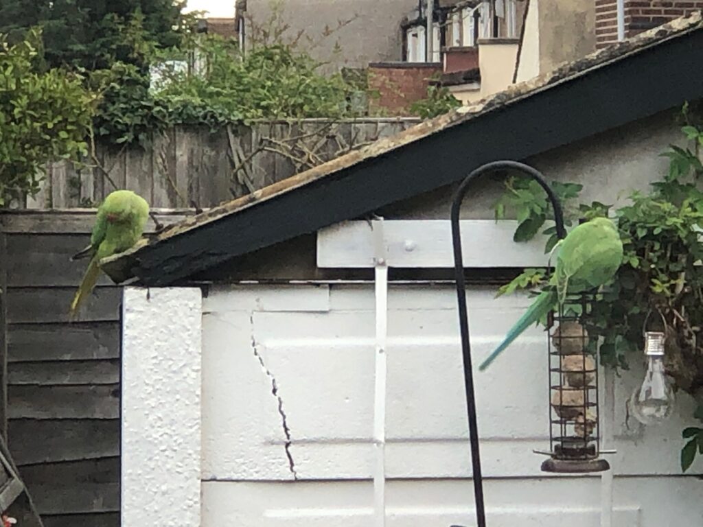 Parakeet
