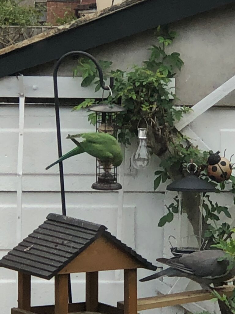Parakeet