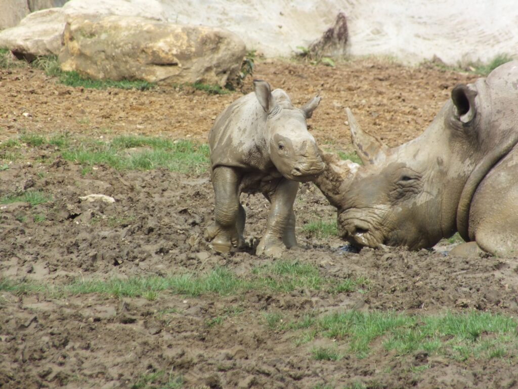 Rhino baby