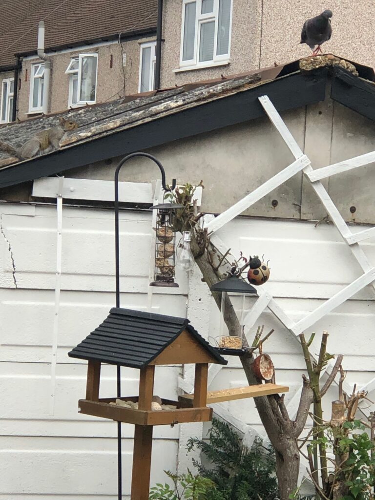 Squirrel and Wood pigeon