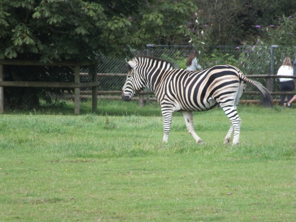 Zebra