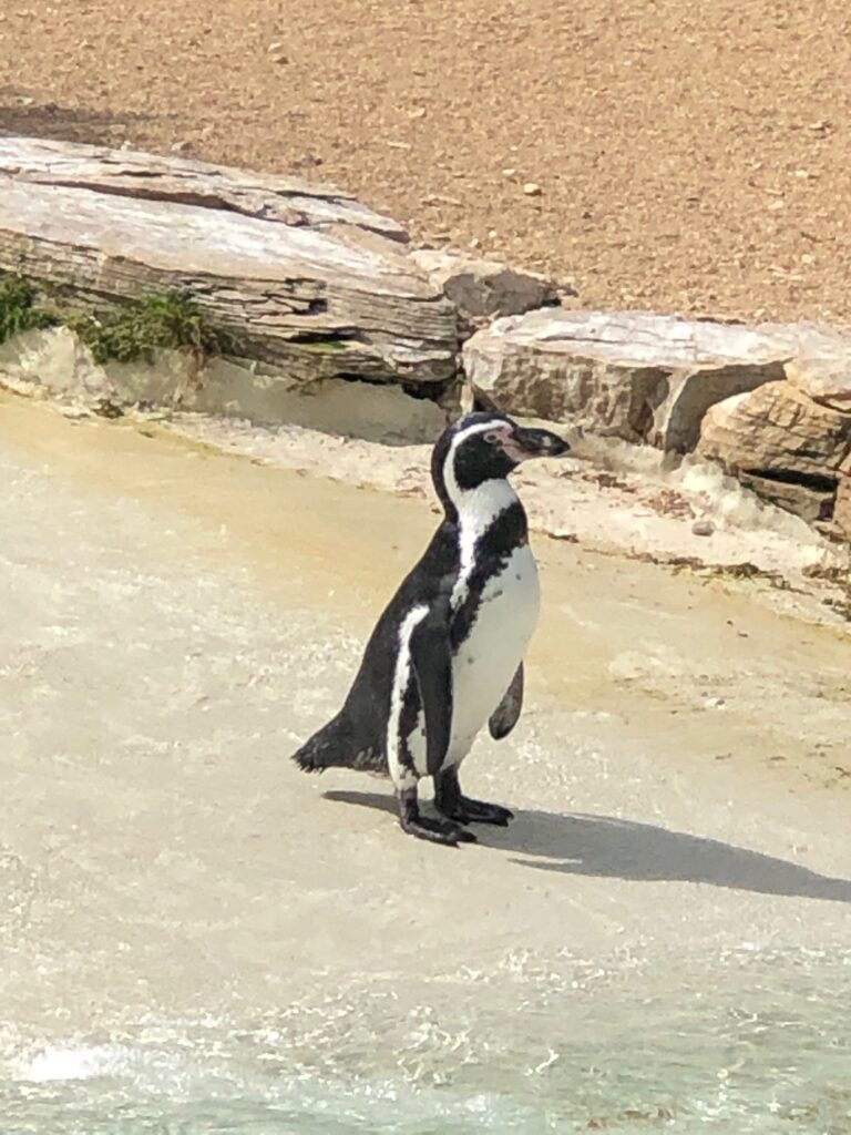 Penguin