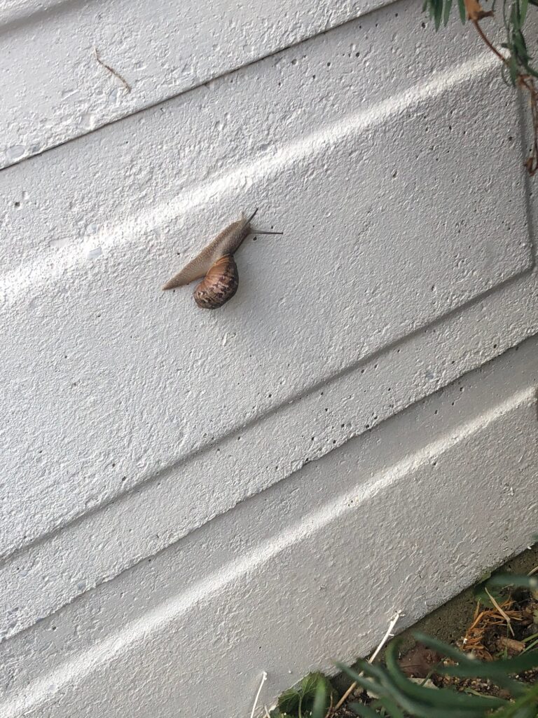 snail