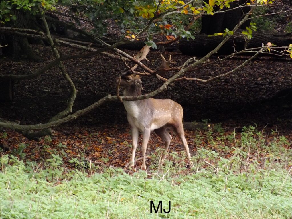 Deer