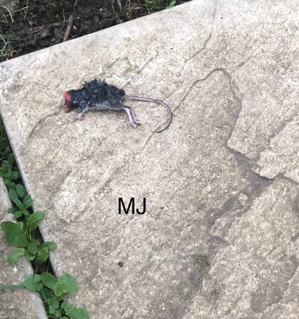 Mouse