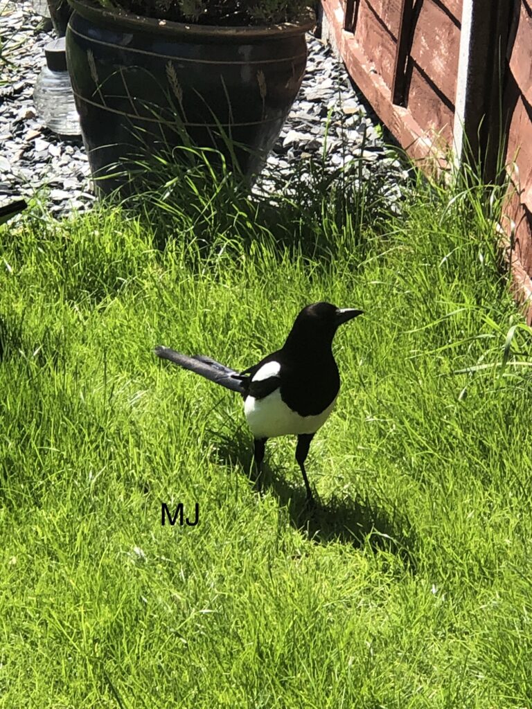 Magpie