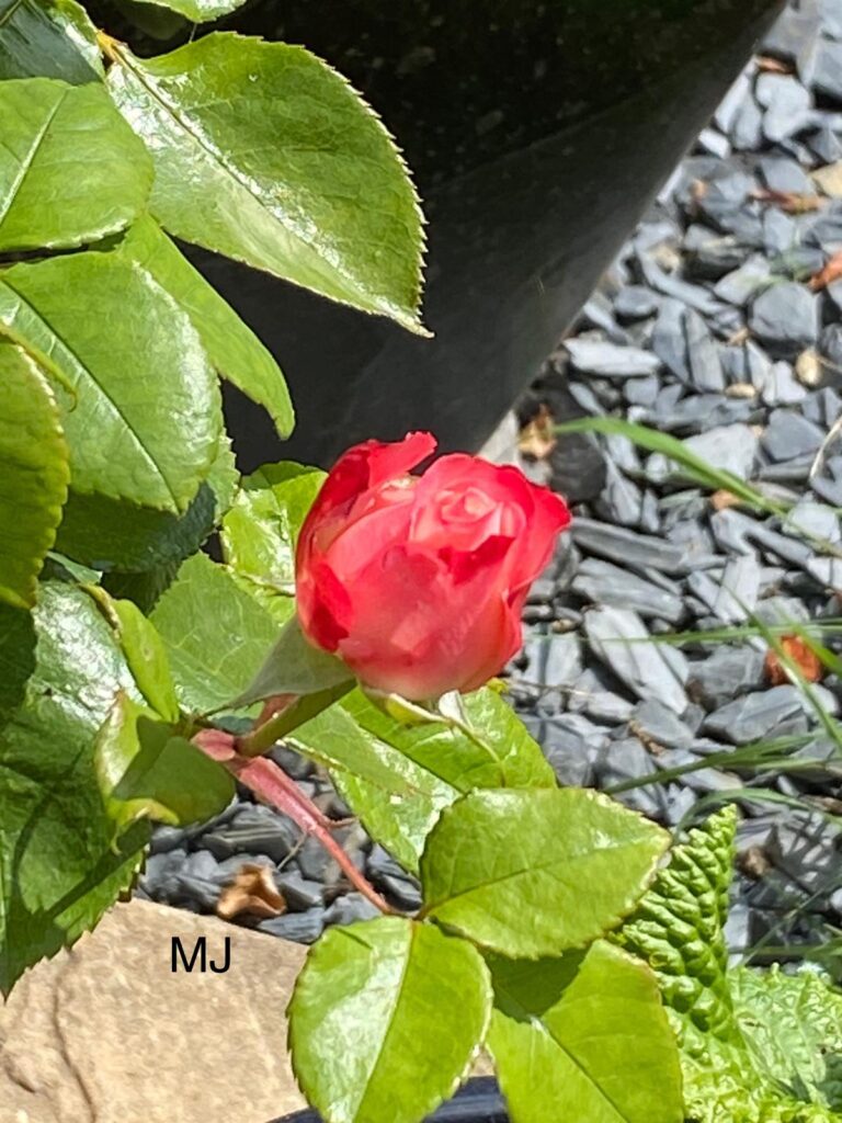 Rose