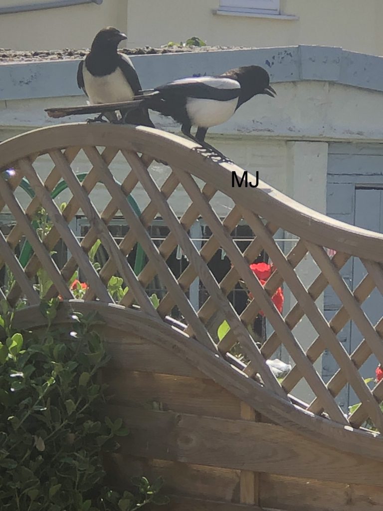 Magpies