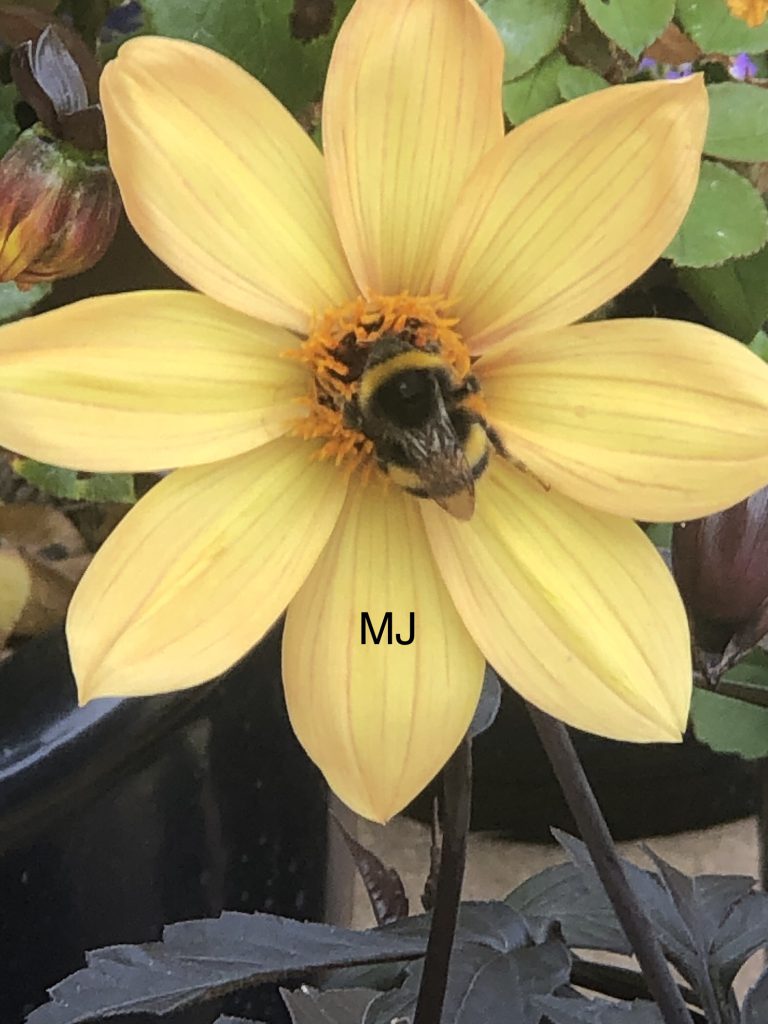 Bee