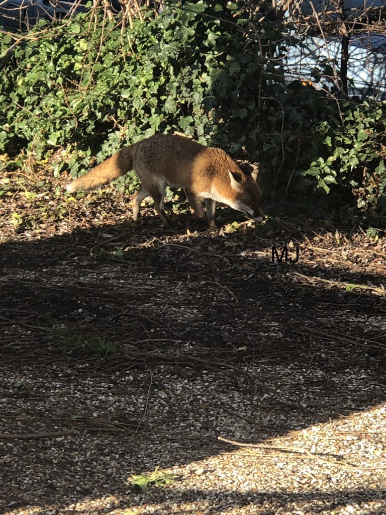 Fox