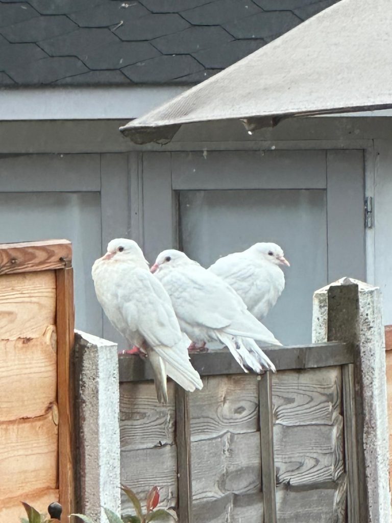 Doves