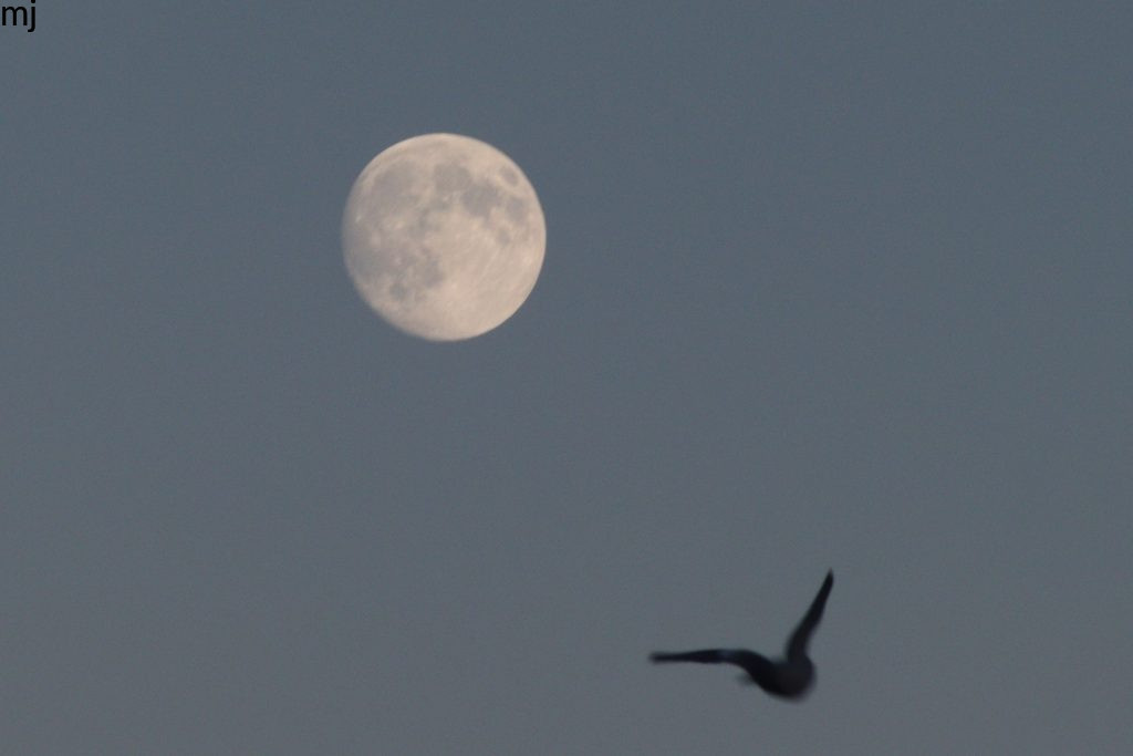 Moon