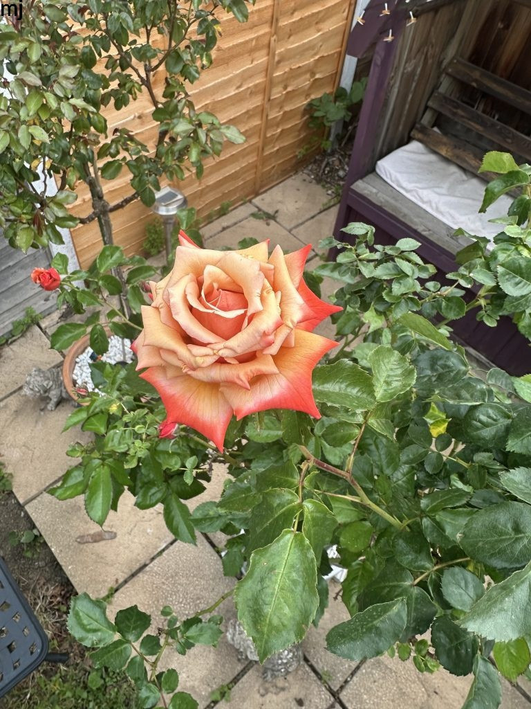 Rose